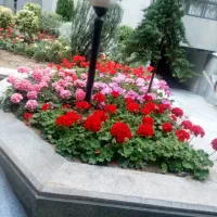 خدمات فضای یبز|خدمات باغبانی و درختکاری|تهران, آهنگ|دیوار