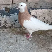 کبوتر|پرنده|فسا, |دیوار