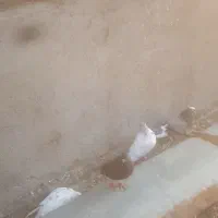 کبوتر|پرنده|سیجوال, |دیوار