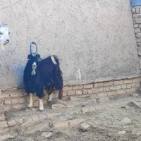 فروش یک عدد بز ویک عدد بزغاله نربزی