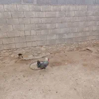 خروس لهستانی|حیوانات مزرعه|خورموج, |دیوار