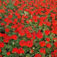 گل شعمدونی تعداد ۲۰۰۰۰ قیمت توافقی