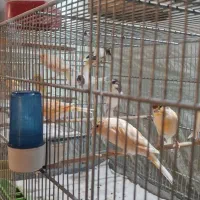 ۵۰تا قناری|پرنده|قم, در بهشت|دیوار