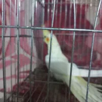 عروس پاریس