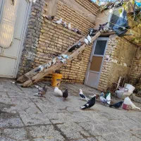 کفتر|پرنده|بن, |دیوار