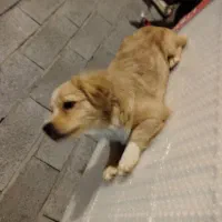 سگ گم شده|حیوانات|تنکابن, |دیوار