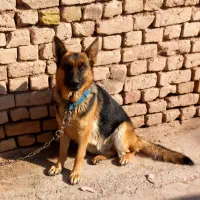 سگ ژرمن ماده|سگ|دشتابی, |دیوار