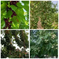 نهال گلدانی تضمینی تولیدوفروش شوراب صغیر|خدمات باغبانی و درختکاری|شهرکرد, |دیوار