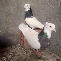 کفتر