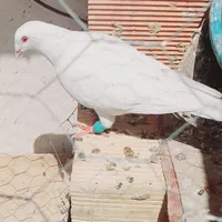 کبوتر گرفتنی|پرنده|سبزوار, طبرسی (جعفرآباد)|دیوار
