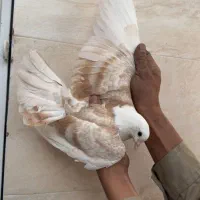 کفتر کله سفید و ساده زات دار