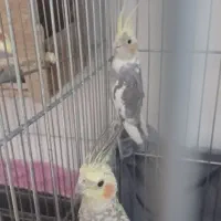 فروش یا معاوضه