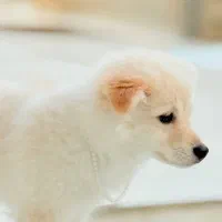 سگ پامر|سگ|بندر دیر, |دیوار