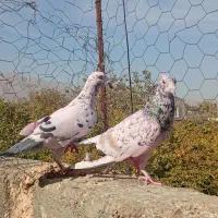 سرور و پلاکی