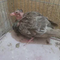 کبوتر‌مقلف‌سینه‌ای‌چپ‌سبز
