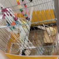 طوطی عروس مولد|پرنده|ابهر, |دیوار