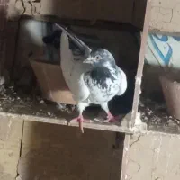 سه جفت کفتر کبوتر پرشی مایه|پرنده|هشتگرد, هشتگرد قدیم|دیوار