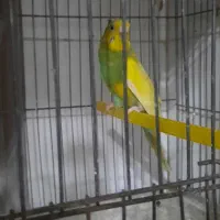مرغ عشق ۷تخم