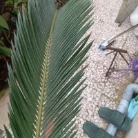 برگ سیکاس