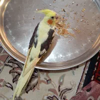 عروس هلندی ماده|پرنده|اردبیل, |دیوار