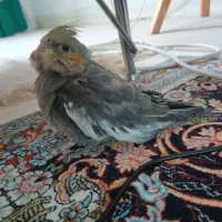 جوجه عروس هلندی باهوش