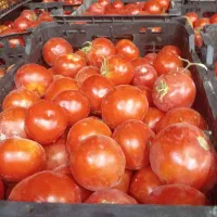 گوجه برای آب گیری