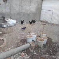 ۵عددمرغ محلی۲تومن