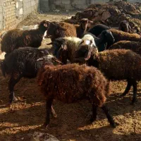 بره نره ماده|حیوانات مزرعه|نوشین شهر, |دیوار