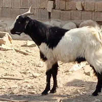 کهره نر وپازن