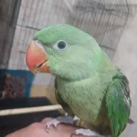 شاه طوطی