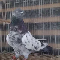 هوایی نر فقیر گل|پرنده|عسلویه, |دیوار