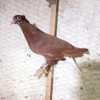 جوجه دمسفید،کله سینه،طوقی،سرخ کرمونی