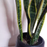 سانسیوریا ابلق شمشیری|گل و گیاه طبیعی|ملایر, |دیوار