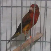 قناری نر و ماده سرخ یکدست اصیل|پرنده|شیراز, وصال|دیوار
