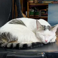 گربه واگذاری اهلی خانگی