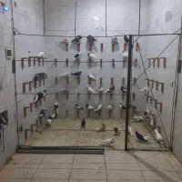 پرنده