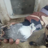 کله سفید ماده|پرنده|سبزوار, امام خمینی (ناوی)|دیوار