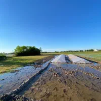 یک-هکتار-شالیزار-سنتی-مدارک-تکمیل-نسق