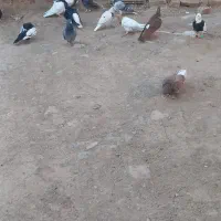 کفتر هوایی|پرنده|کاشمر, |دیوار