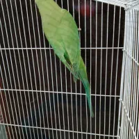 طوطی ملنگو|پرنده|چابهار, |دیوار