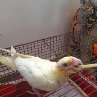 عروس هلندی اشتی