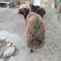 قوچ افشار|حیوانات مزرعه|تربت جام, جلگه موسی آباد|دیوار