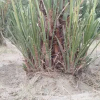 فروش پاجوش کلوته|خدمات باغبانی و درختکاری|کهنوج, |دیوار