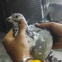 کفتر بزک ماده