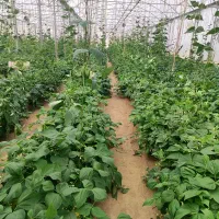 پیمانکار جهت چیدن لوبیا سبز