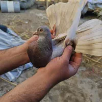 کبوتر ،کفتر