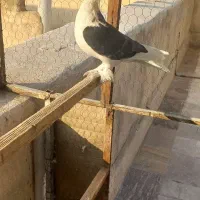 کبوتر چادری بسیار زیبا وسالم|پرنده|تهران, گلچین|دیوار