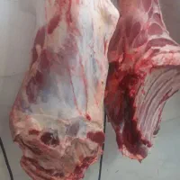 گوشت بچه شتر|خوردنی و آشامیدنی|گنبد کاووس, |دیوار