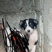 توله سراب دورگ