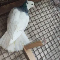 کبوتر دو عدد صید